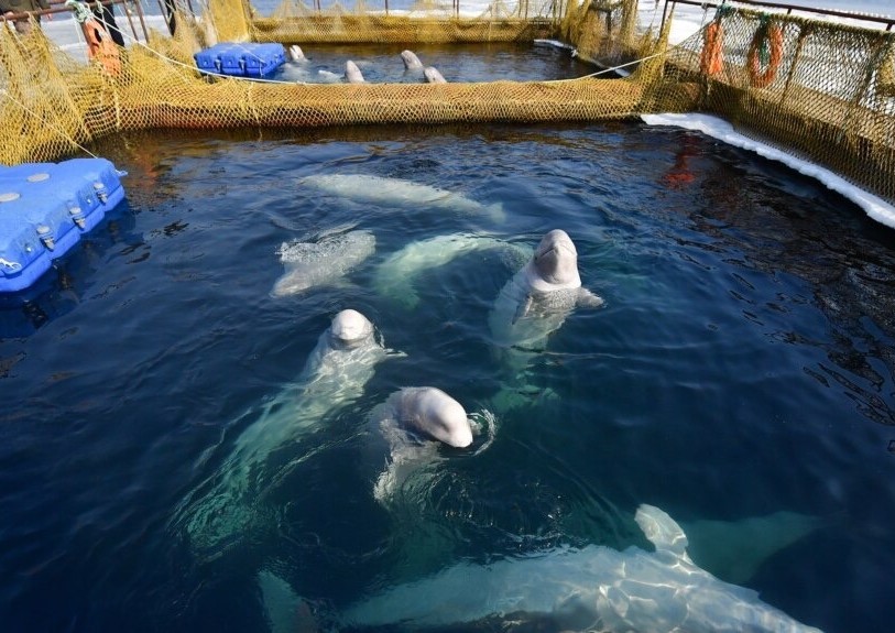 Beluga whales in the pens of the “whale jail”, Srednyaya Bay